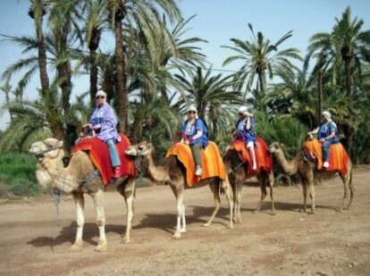 Group riding camels on the Half Day Menara Secret Gardens with Camel Ride, extension option for the Marrakech Marathon