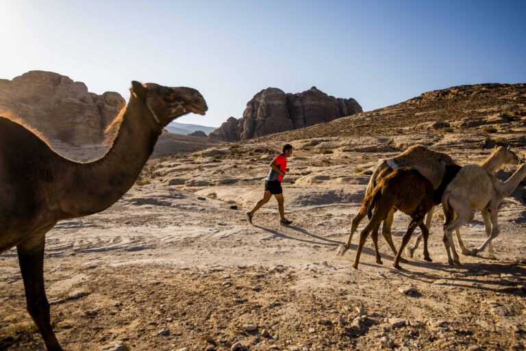 Runners pass through camels during the Petra Desert Marathon 2024
