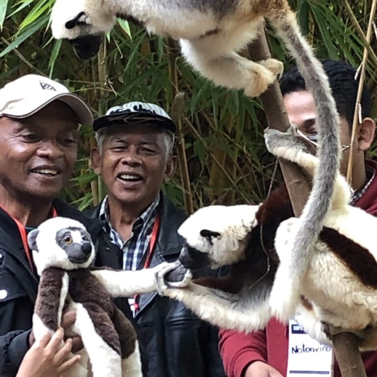 Race officials posing with lemurs, some of the interesting and varied wildlife on sight at the Madagascar Marathon 2024