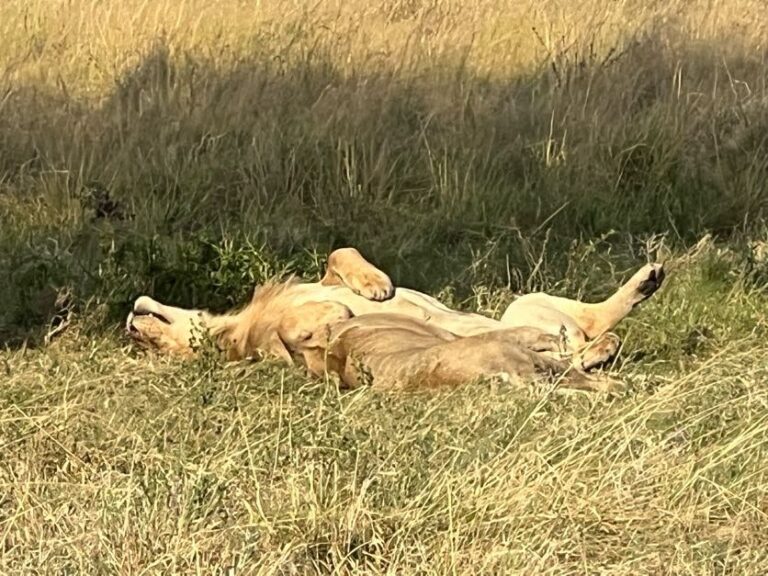 A lion pictured on the safari element of the Amazing Maasai Marathon