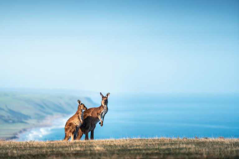The Kangaroo Island Marathon is of course home to hundreds of kangaroos!