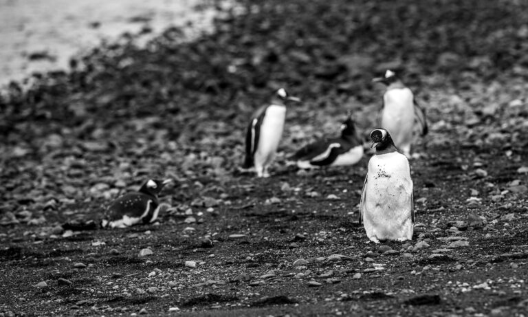 The Antarctica Marathon is sponsored by Oceanites