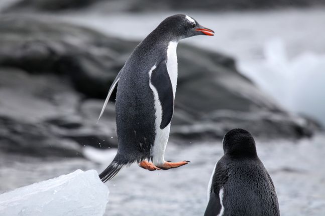 2019 Antarctica Marathon Results